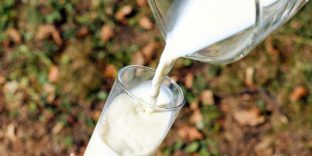 производство молока и молочной продукции