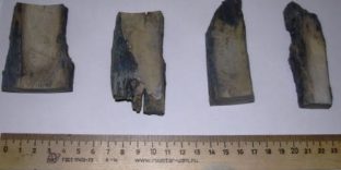 75 фрагментов бивней мамонта задержали благовещенские таможенники