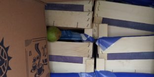 Смоленские таможенники задержали 60 тонн груш, перемещаемых с сокрытием