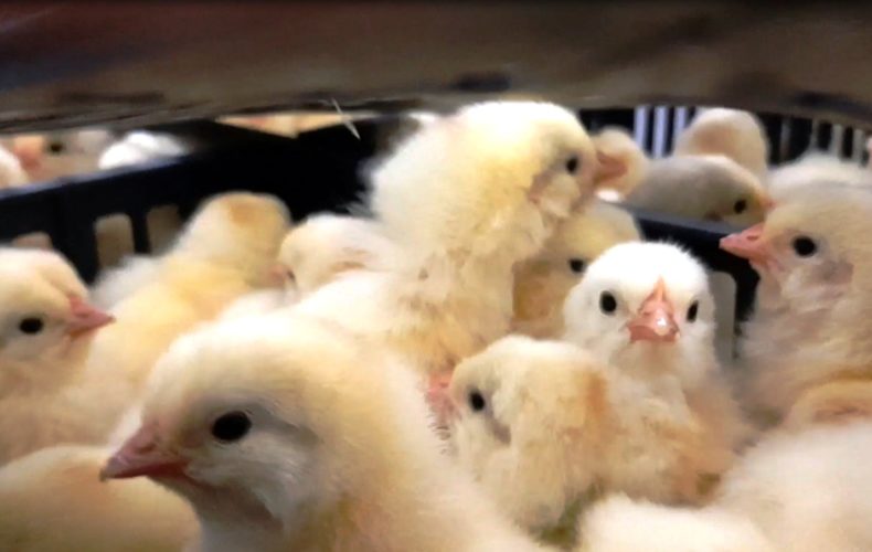 Уральские таможенники оформили 35 тысяч суточных цыплят
