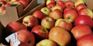 Санкционные польские яблоки задержаны в Большечерниговском районе Самарской области