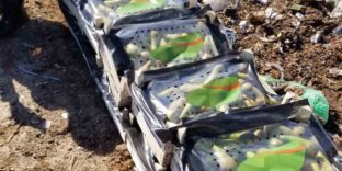 В Ижевске выявили 278 кг санкционных груш