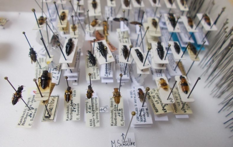 Выборгская таможня: почти 2,5 тысячи насекомых признаны товаром не для личного пользования