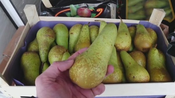 Смоленские таможенники задержали 60 тонн фруктов из списка продуктового эмбарго