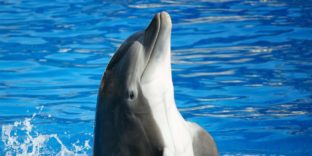 Южной оперативной таможней выявлен факт незаконного перемещения дельфинов в Королевство Марокко
