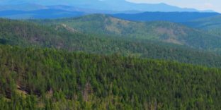 Невозвращение более 352 млн рублей за проданный лес выявила Бурятская таможня