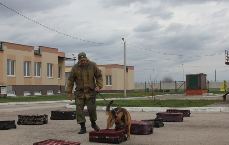 На базе Самарской таможни прошли соревнования специалистов-кинологов со служебными собаками Приволжского региона