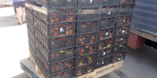 Пермские таможенники обнаружили более 400 кг немаркированных яблок