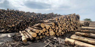Контрабанду лесоматериалов на 3,2 млрд рублей выявили таможенники в Хабаровске