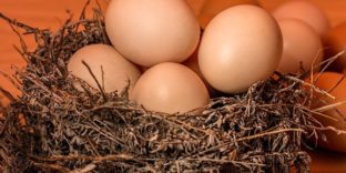 Миллион за яйца: уральские таможенники впервые оформили особый груз