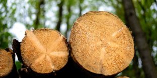 С нового года меняются ставки экспортных пошлин на отдельные виды лесоматериалов