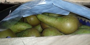 60 тонн польских груш задержали в Смоленской области