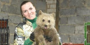 По факту контрабанды 4 медвежат Самарская таможня возбудила уголовное дело