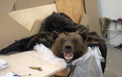 Контрабанду шкур бурого медведя в Казахстан пресекли башкортостанские таможенники
